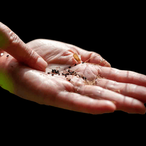 main avec des graines dans la paume