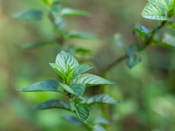 menthe poivrée